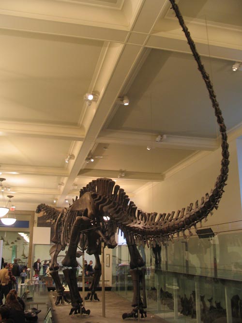 Hall of Saurischian Dinosaurs, American Museum of Natural History, Upper West Side, Manhattan, February 4, 2006