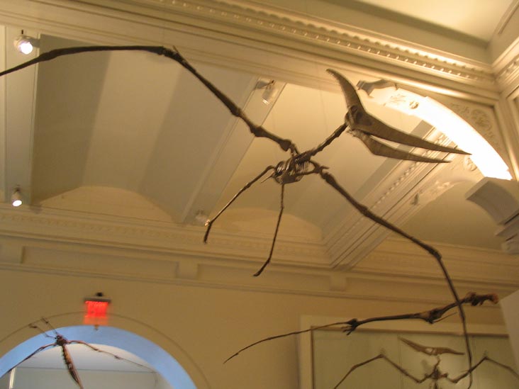 Hall of Vertebrate Origins, American Museum of Natural History, Upper West Side, Manhattan, February 4, 2006