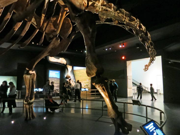 Titanosaur, Wallach Orientation Center, American Museum of Natural History, Upper West Side, Manhattan, February 26, 2016
