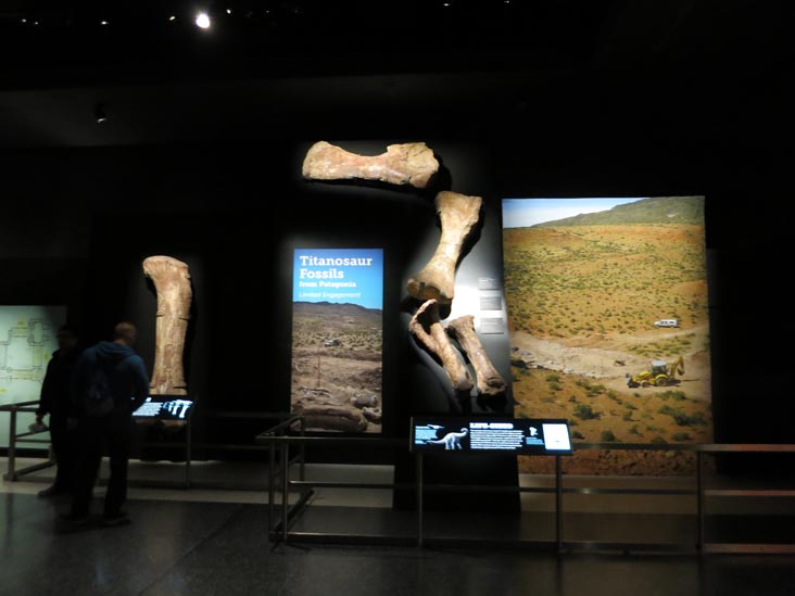 Titanosaur, Wallach Orientation Center, American Museum of Natural History, Upper West Side, Manhattan, February 26, 2016