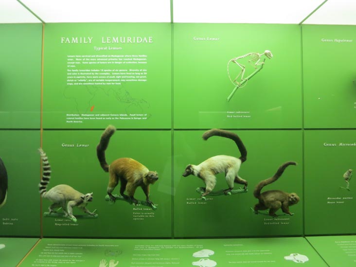 Hall of Primates, American Museum of Natural History, Upper West Side, Manhattan, June 14, 2013
