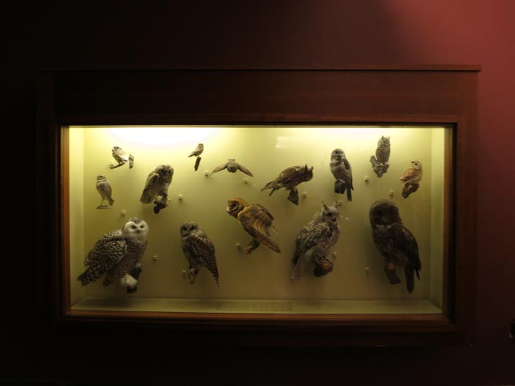 Hall of North American Birds, American Museum of Natural History, Upper West Side, Manhattan, June 14, 2013