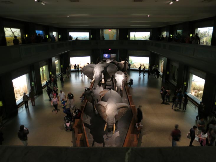 Akeley Hall of African Mammals, American Museum of Natural History, Upper West Side, Manhattan, June 14, 2013