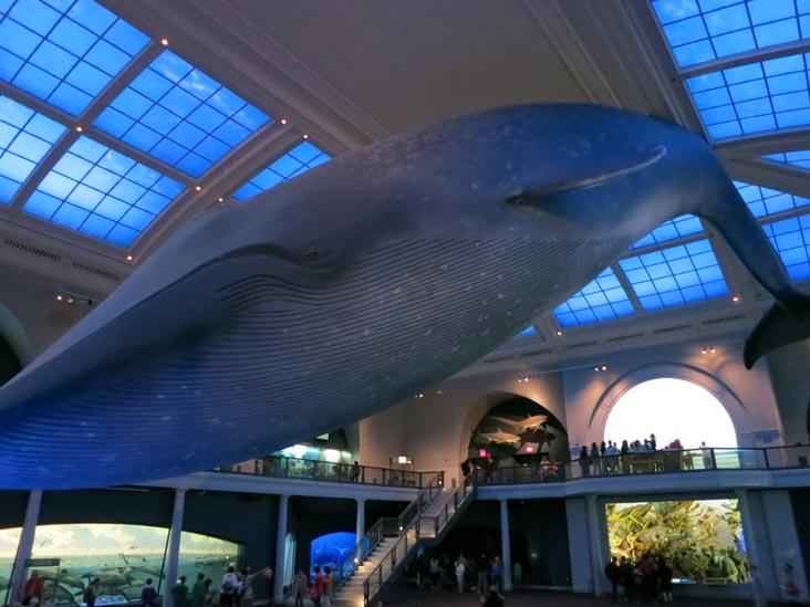 Milstein Hall of Ocean Life, American Museum of Natural History, Upper West Side, Manhattan, June 14, 2013