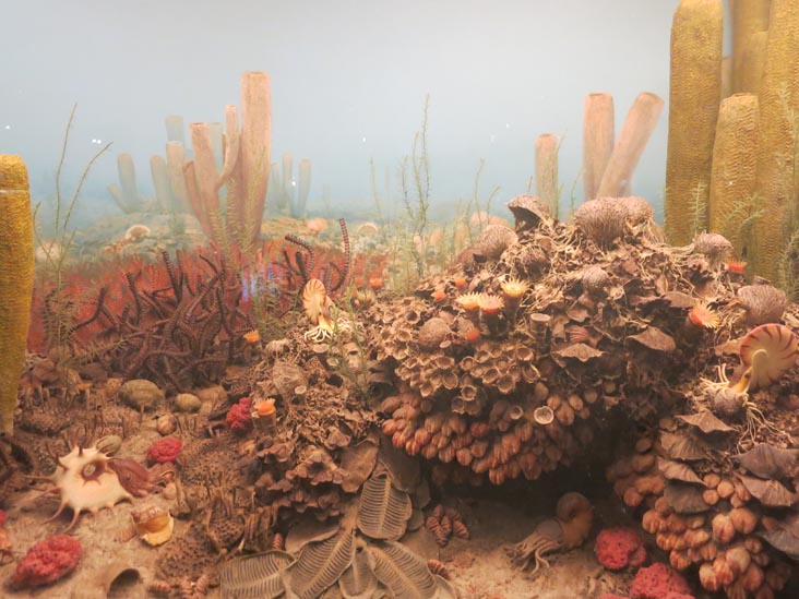 Milstein Hall of Ocean Life, American Museum of Natural History, Upper West Side, Manhattan, June 19, 2015