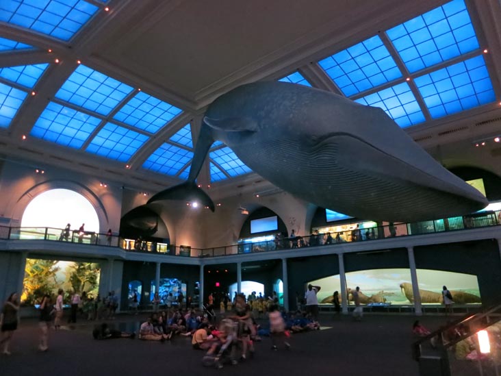 Milstein Hall of Ocean Life,  American Museum of Natural History, Upper West Side, Manhattan, July 12, 2013