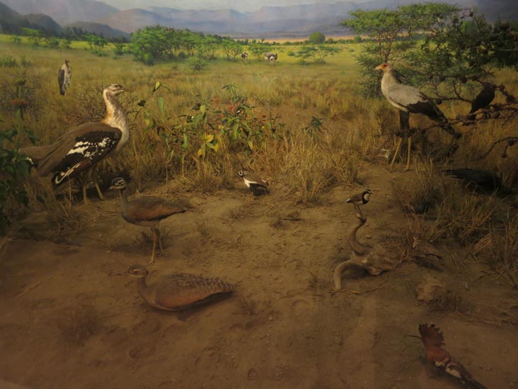Birds of the World, American Museum of Natural History, Upper West Side, Manhattan, July 12, 2013