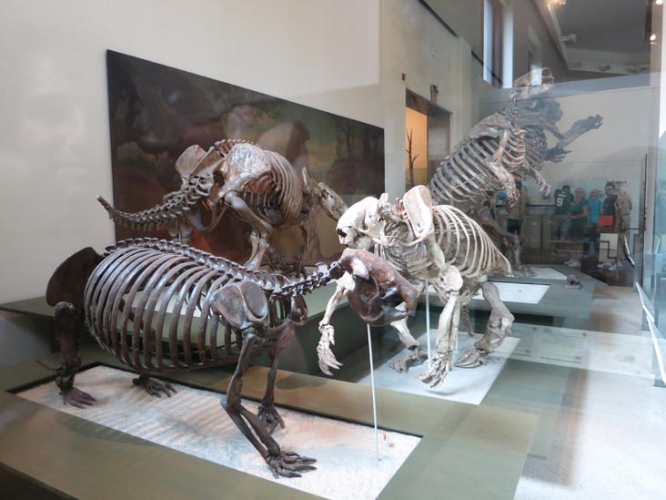 Milstein Hall of Advanced Mammals, American Museum of Natural History, Upper West Side, Manhattan, July 12, 2013