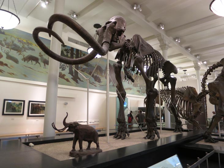 Milstein Hall of Advanced Mammals, American Museum of Natural History, Upper West Side, Manhattan, August 2, 2013