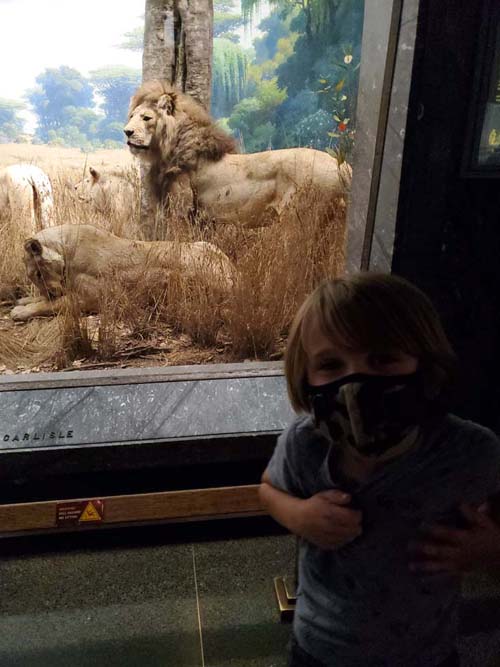 Hall of Asian Mammals, American Museum of Natural History, Upper West Side, Manhattan, September 17, 2020