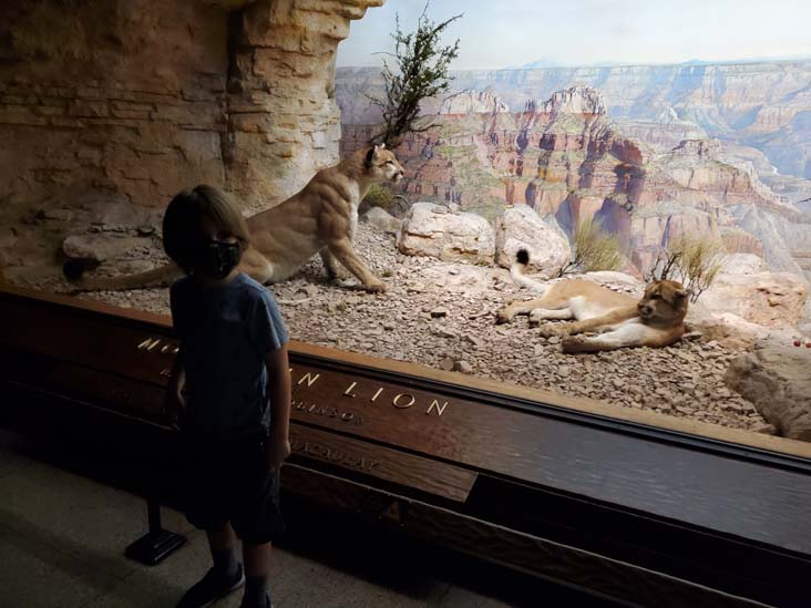 Mountain Lion, North American Mammals, American Museum of Natural History, Upper West Side, Manhattan, September 17, 2020