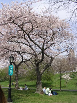 Cherry Tree Blossoms, Riverside Park, Upper West Side, Manhattan