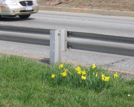 Daffodils along the West Side Highway, Riverside Park, Upper West Side, Manhattan