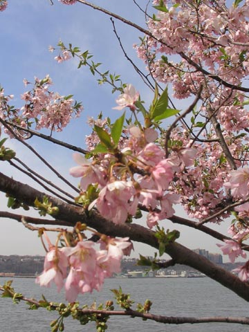 Cherry Blossoms, Riverside Park, Upper West Side, Manhattan
