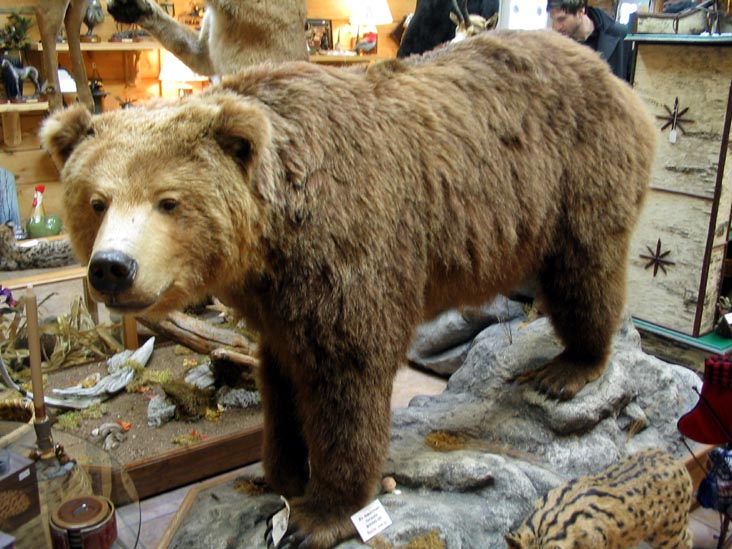 North American Grizzly Bear, North Country Taxidermy & Trading Post, Main Street, Keene, New York