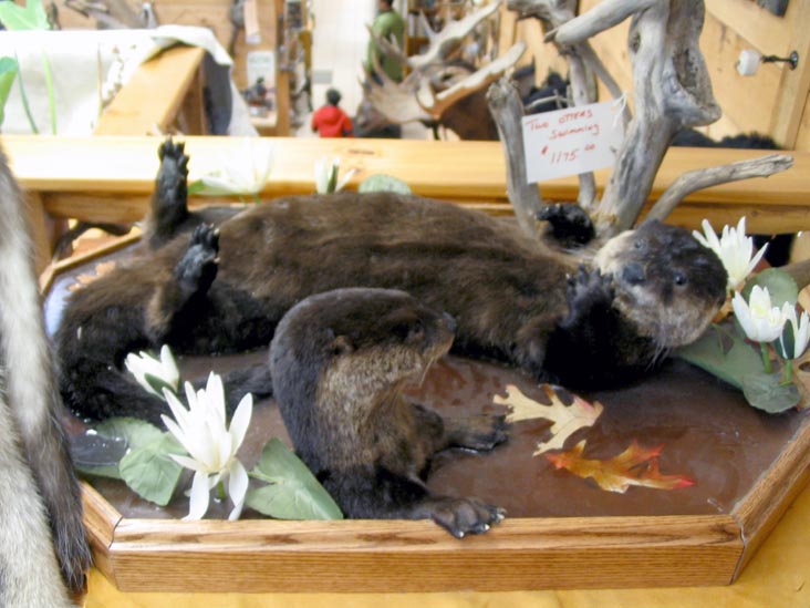 Two Otters Swimming, North Country Taxidermy & Trading Post, Main Street, Keene, New York