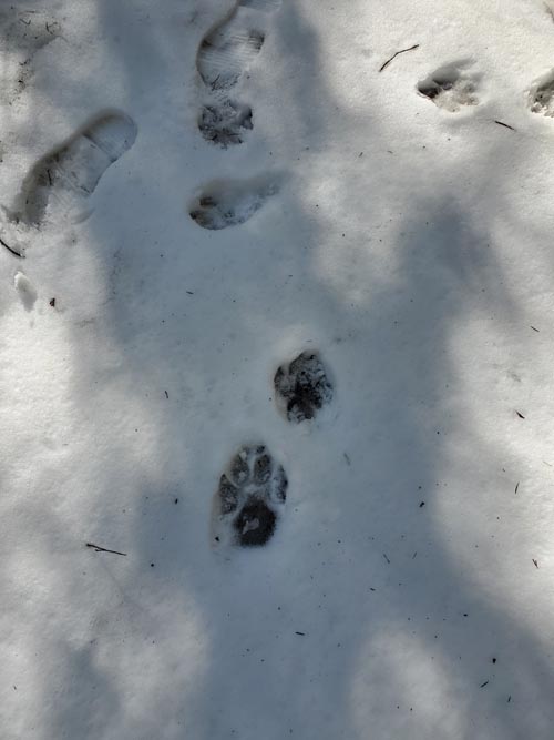 Henry's Woods, Lake Placid, New York, March 30, 2021