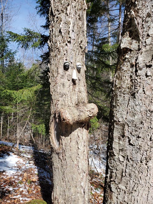 Henry's Woods, Lake Placid, New York, March 30, 2021