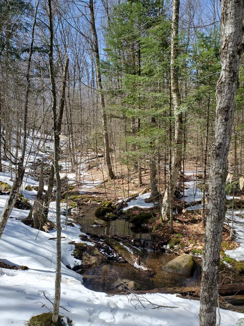 Henry's Woods, Lake Placid, New York, March 30, 2021