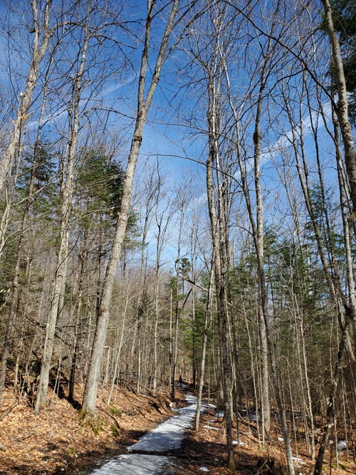 Henry's Woods, Lake Placid, New York, March 30, 2021