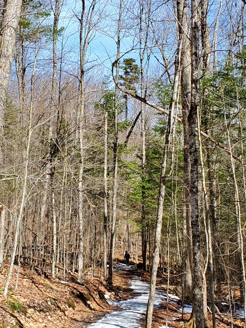 Henry's Woods, Lake Placid, New York, March 30, 2021