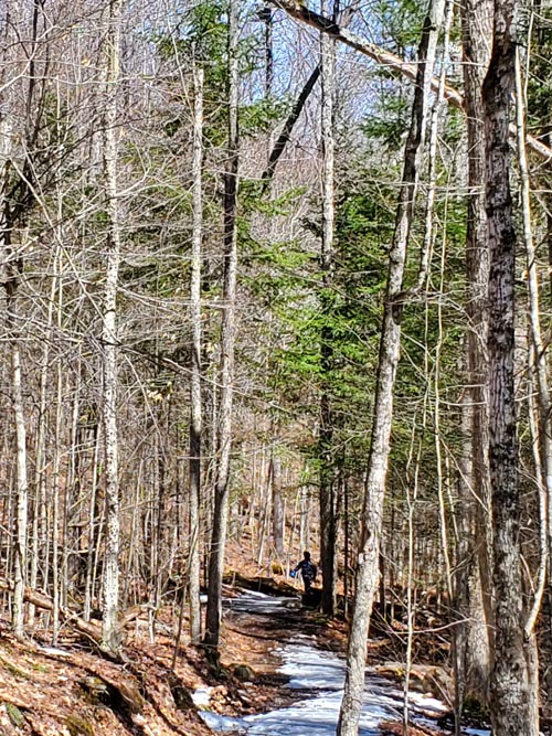 Henry's Woods, Lake Placid, New York, March 30, 2021