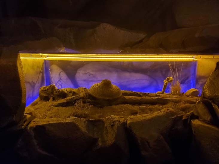 The Thing?, Cochise County, Arizona, February 21, 2024