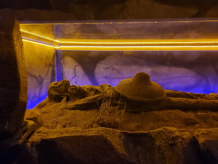 The Thing?, Cochise County, Arizona, February 21, 2024