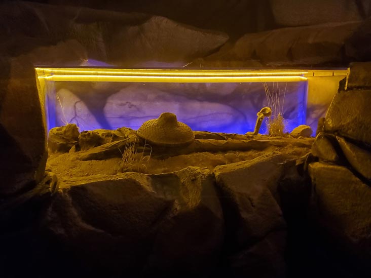 The Thing?, Cochise County, Arizona, February 21, 2024