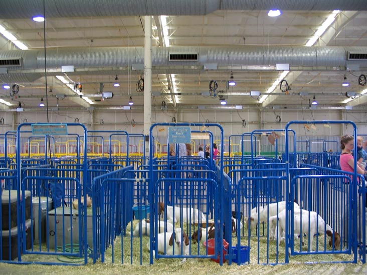 Livestock, Arizona State Fair, Phoenix, Arizona, October 15, 2006