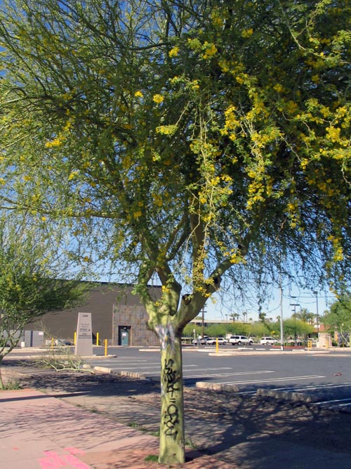 Palo Verde Tree, Central Avenue, Phoenix, Arizona
