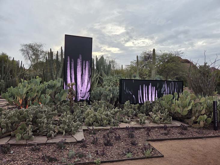 Desert Pulse, Desert Botancial Garden, Phoenix, Arizona, February 16, 2026