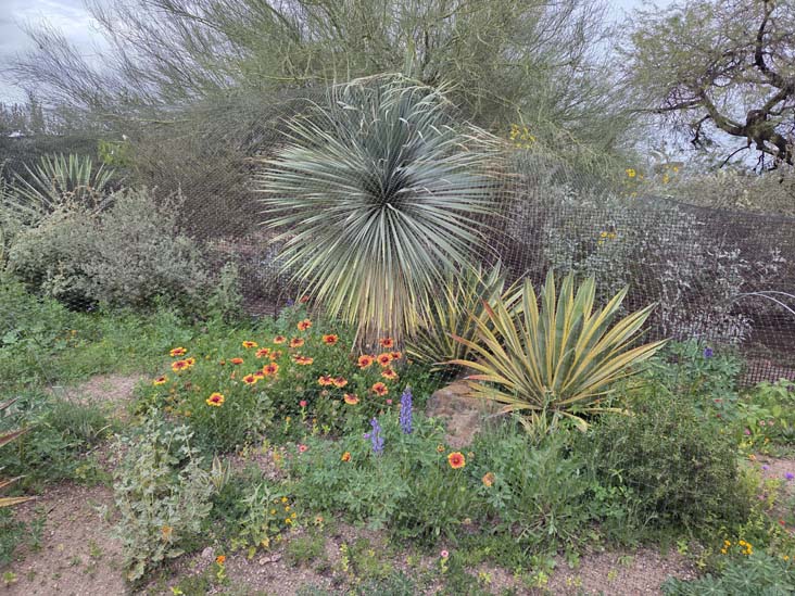 Desert Botancial Garden, Phoenix, Arizona, February 16, 2026