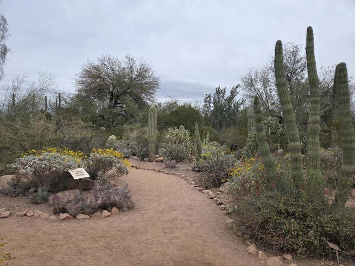 Desert Botancial Garden, Phoenix, Arizona, February 16, 2026