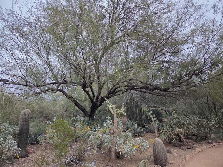 Desert Botancial Garden, Phoenix, Arizona, February 16, 2026