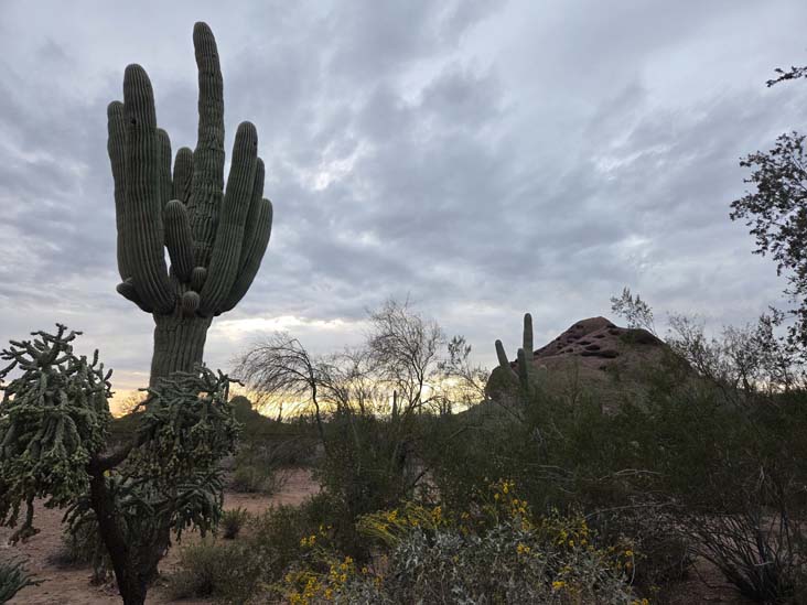 Desert Botancial Garden, Phoenix, Arizona, February 16, 2026