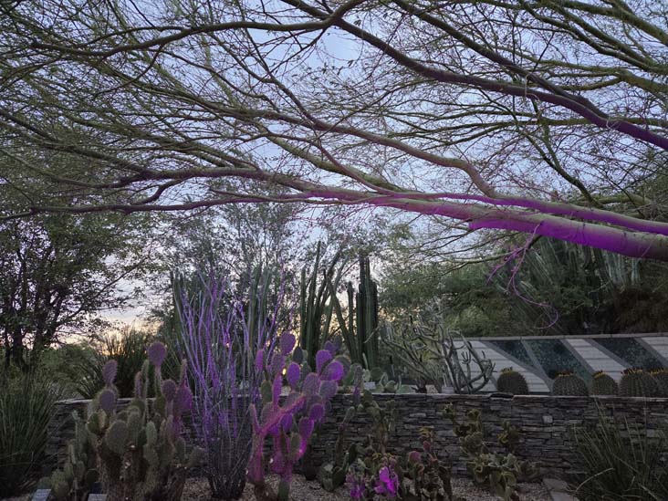 Desert Botancial Garden, Phoenix, Arizona, February 16, 2026