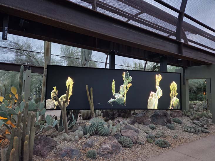 Desert Pulse, Desert Botancial Garden, Phoenix, Arizona, February 16, 2026