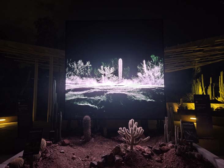 Desert Pulse, Desert Botancial Garden, Phoenix, Arizona, February 16, 2026