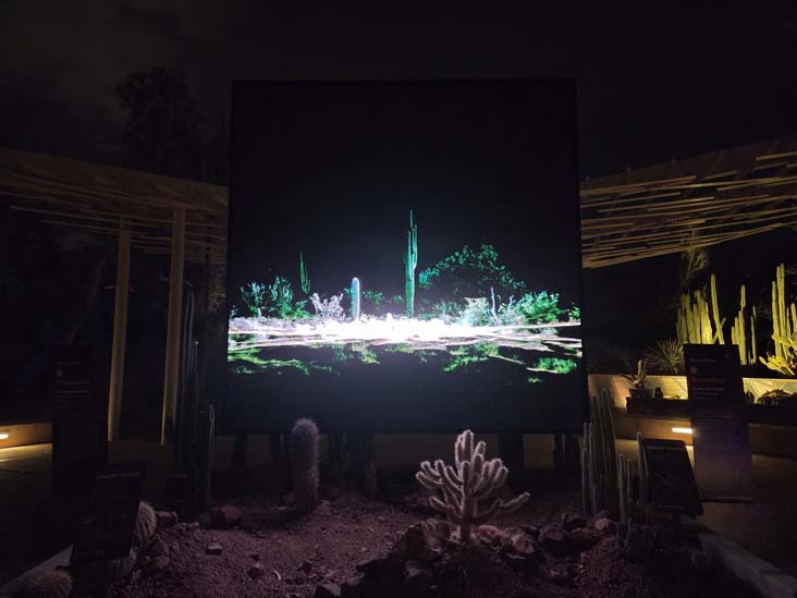 Desert Pulse, Desert Botancial Garden, Phoenix, Arizona, February 16, 2026