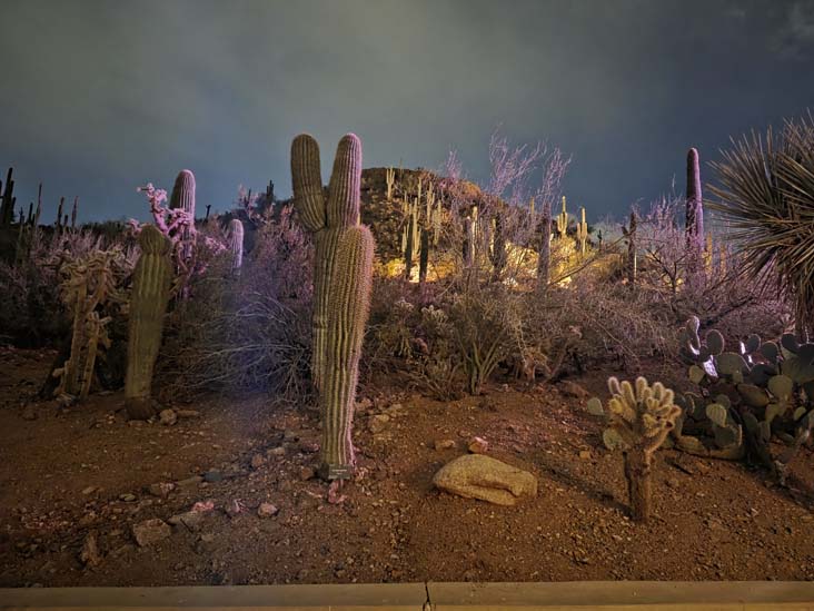 Desert Botancial Garden, Phoenix, Arizona, February 16, 2026