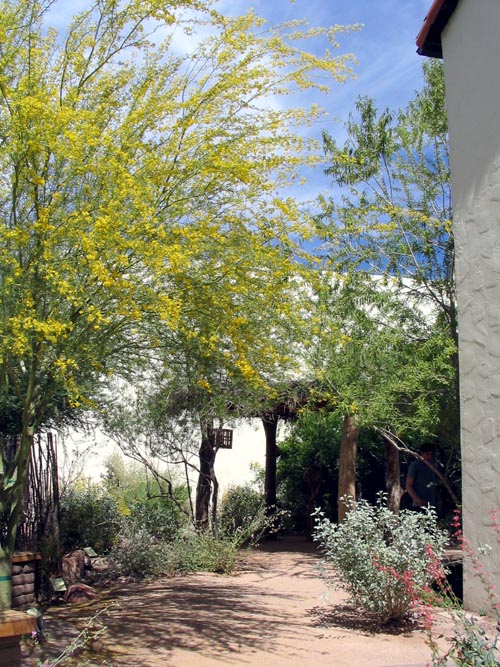 Native Plant Garden, Heard Museum, 2301 North Central Avenue, Phoenix, Arizona
