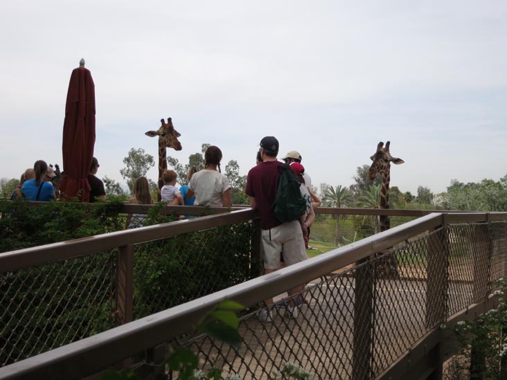 Giraffe Encounter, Phoenix Zoo, Phoenix, Arizona, March 27, 2013
