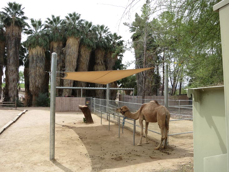 Camel Rides, Phoenix Zoo, Phoenix, Arizona, March 27, 2013