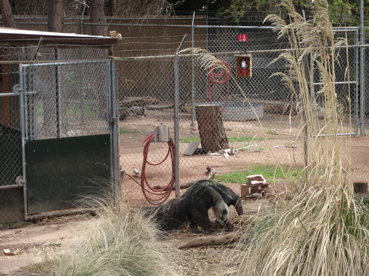 Anteater, Phoenix Zoo, Phoenix, Arizona, March 27, 2013