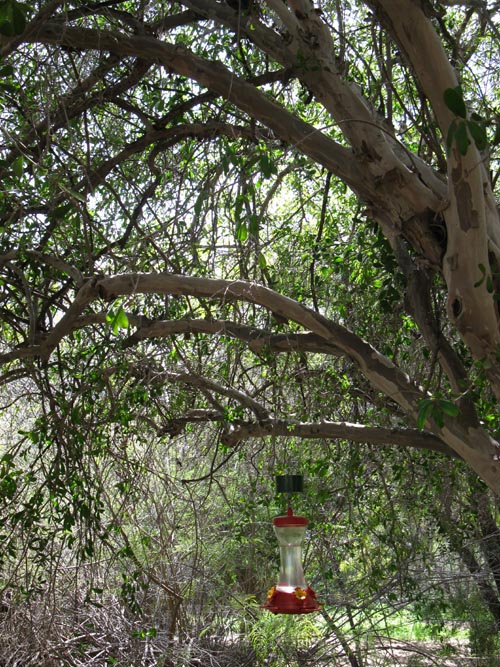 Hummingbird Feeder, Boyce Thompson Arboretum State Park, Superior, Arizona