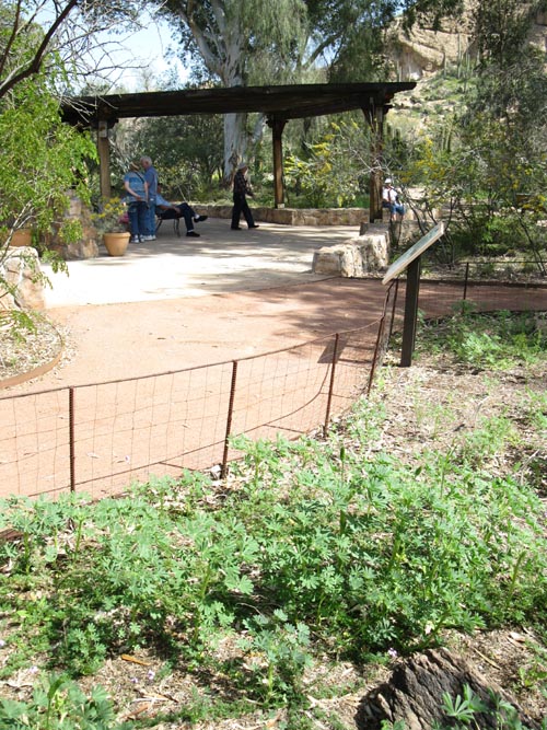 Taylor Desert Legume Garden, Boyce Thompson Arboretum State Park, Superior, Arizona