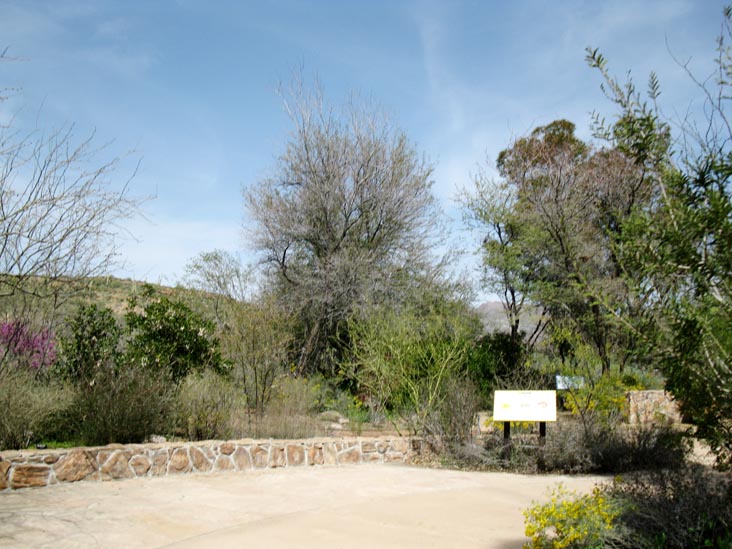 Taylor Desert Legume Garden, Boyce Thompson Arboretum State Park, Superior, Arizona