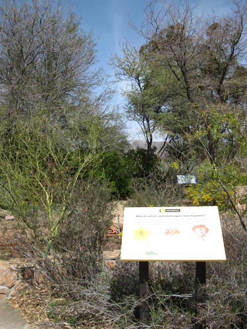 Taylor Desert Legume Garden, Boyce Thompson Arboretum State Park, Superior, Arizona