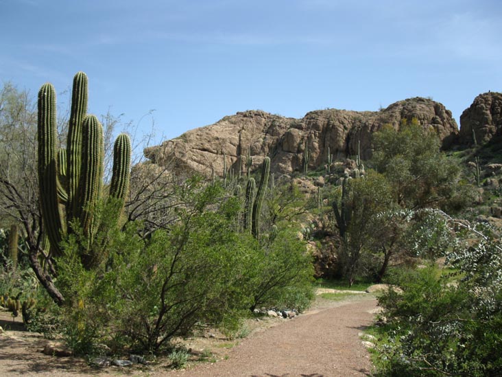 Boyce Thompson Arboretum State Park, Superior, Arizona